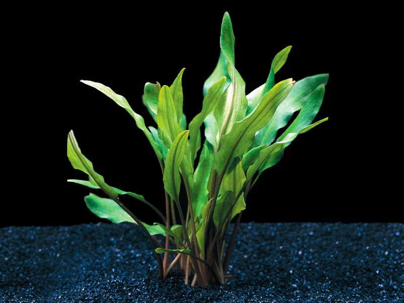 Cryptocoryne Lutea Potted product photo 1