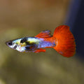 Dumbo Ear Guppy Male product photo 1