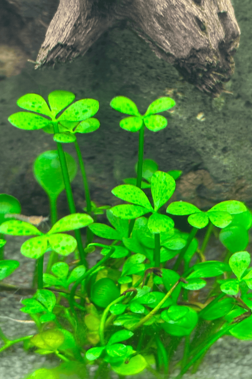 Dwarf Four Leaf Clover Potted product photo 1