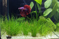 Dwarf Hairgrass Potted product photo 1