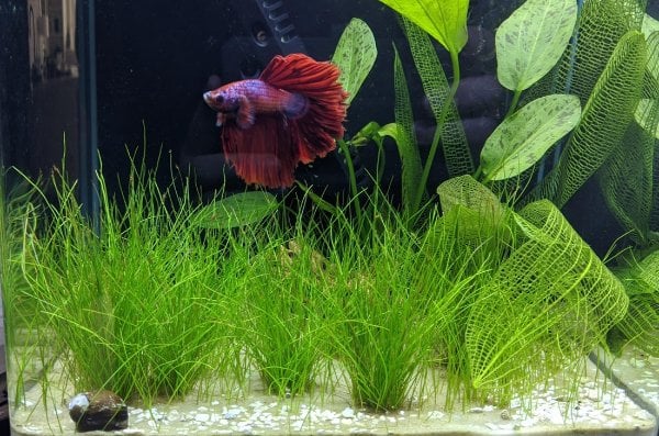 Dwarf Hairgrass Potted product photo 1