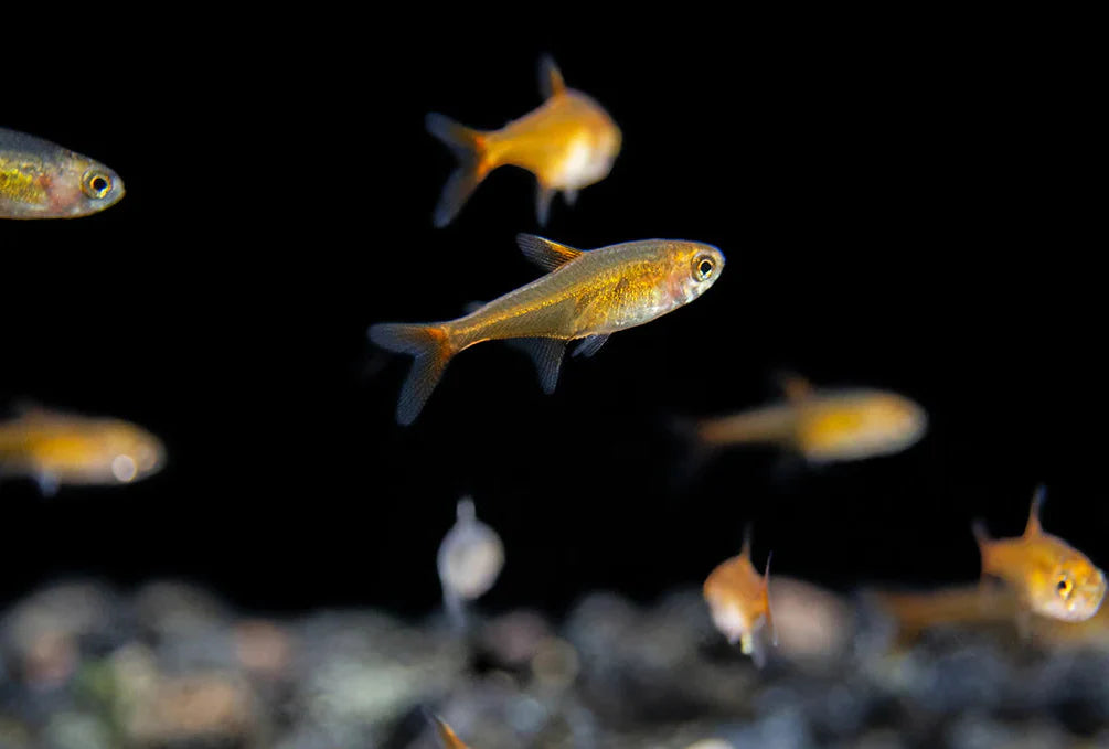 Ember Tetra product photo 1