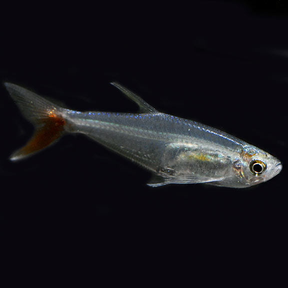 Glass Bloodfin Tetra product photo 1