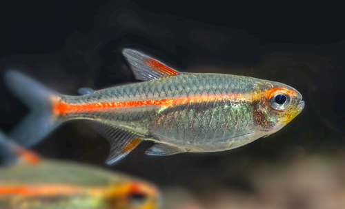 Glowlight Tetra product photo 1