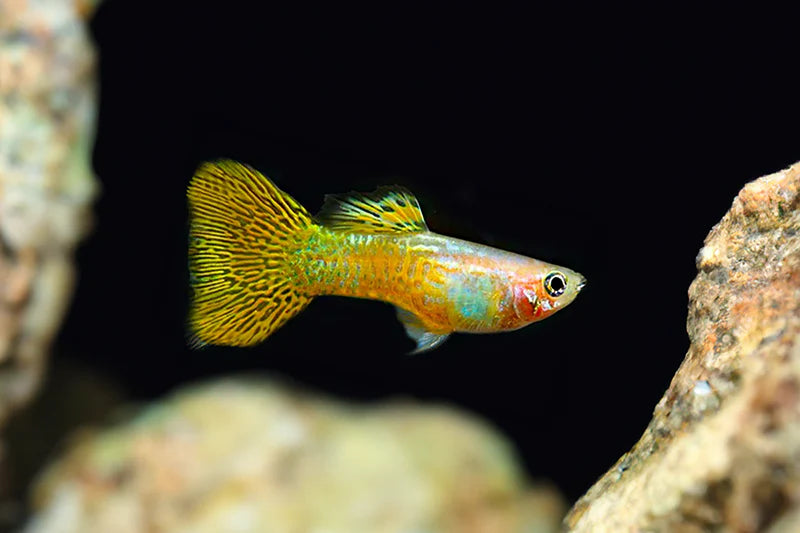 Gold Cobra Delta Guppy Male product photo 1