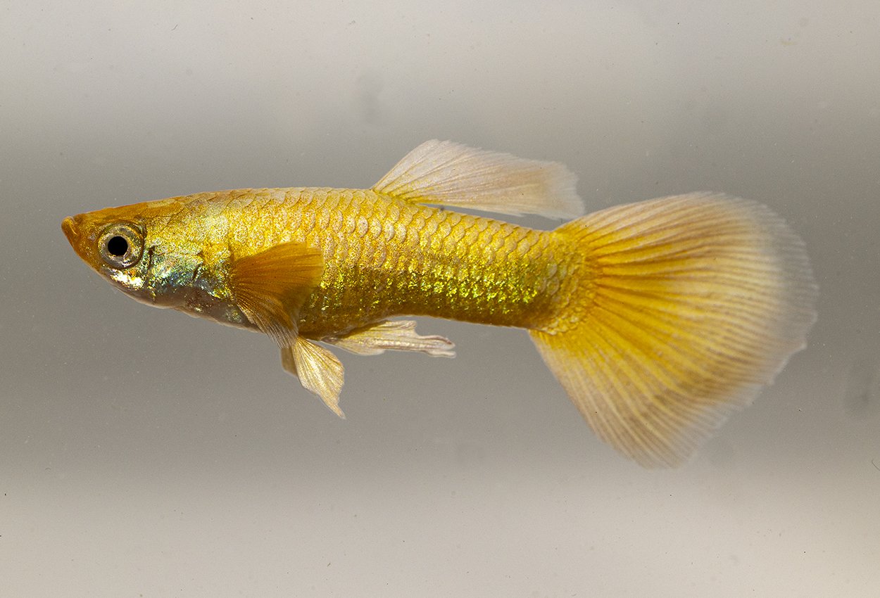 Gold Platinum Guppy Male product photo 1