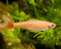 Gold White Cloud Mountain Minnow product photo 1