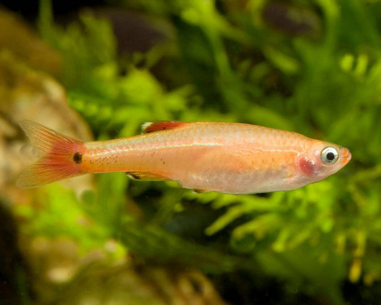 Gold White Cloud Mountain Minnow product photo 1