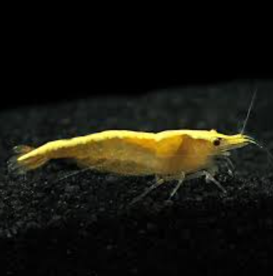 Gold Back Yellow Fire Shrimp product photo 1