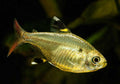 Gold X-Ray Tetra product photo 1