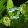 Green Cobra Delta Guppy Male product photo 1