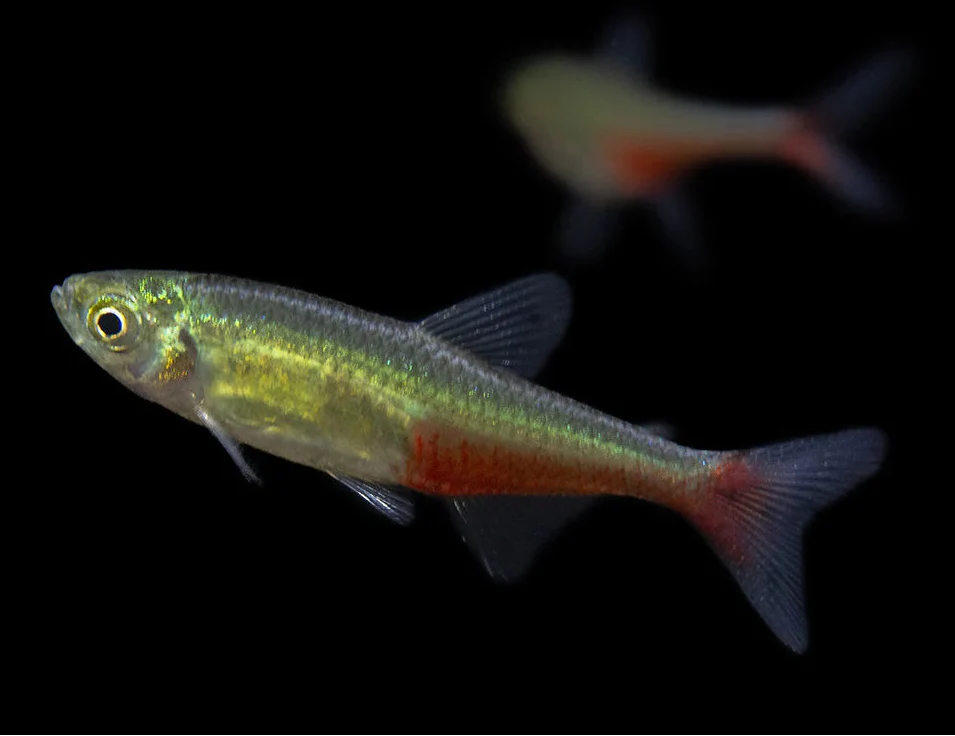 Green Fire Tetra product photo 1
