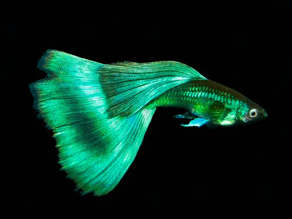 Green Moscow Guppy Male product photo 1
