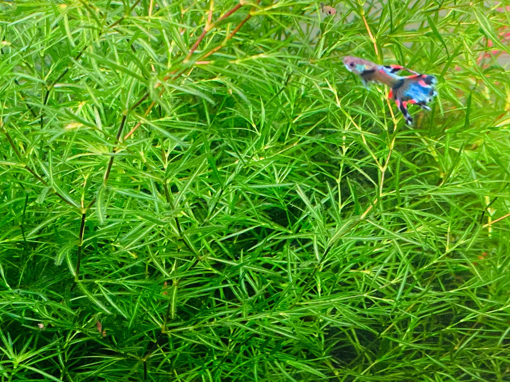 Guppy Grass Plant Portion product photo 1