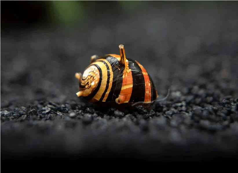 Horned Nerite Snail product photo 1