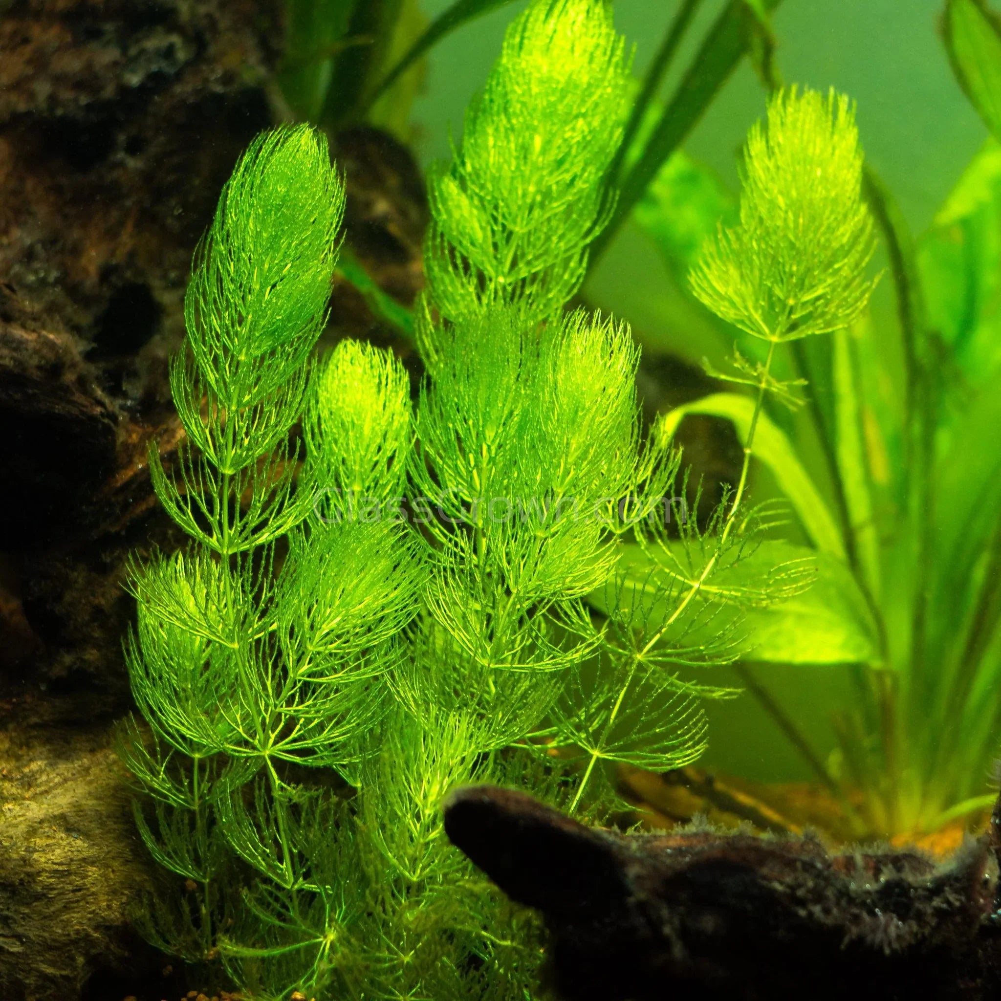 Hornwort Plant Bunched product photo 1