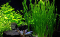 HydrOasis® Corkscrew Vallisneria Submerged Potted product photo 1