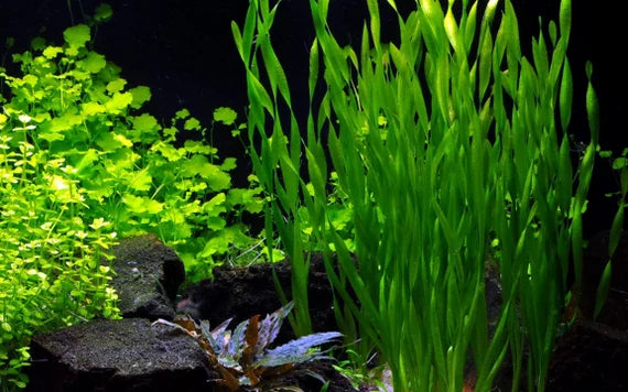 HydrOasis® Corkscrew Vallisneria Submerged Potted