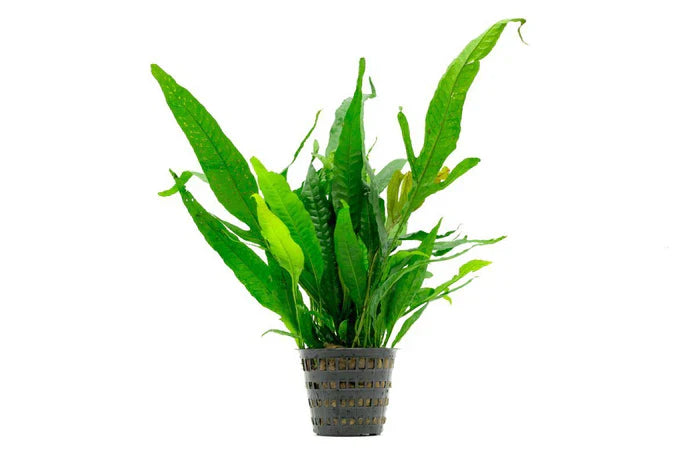 HydrOasis® Java Fern Submerged Potted product photo 1