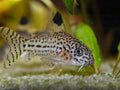 Julii Corydoras Tank Raised product photo 1