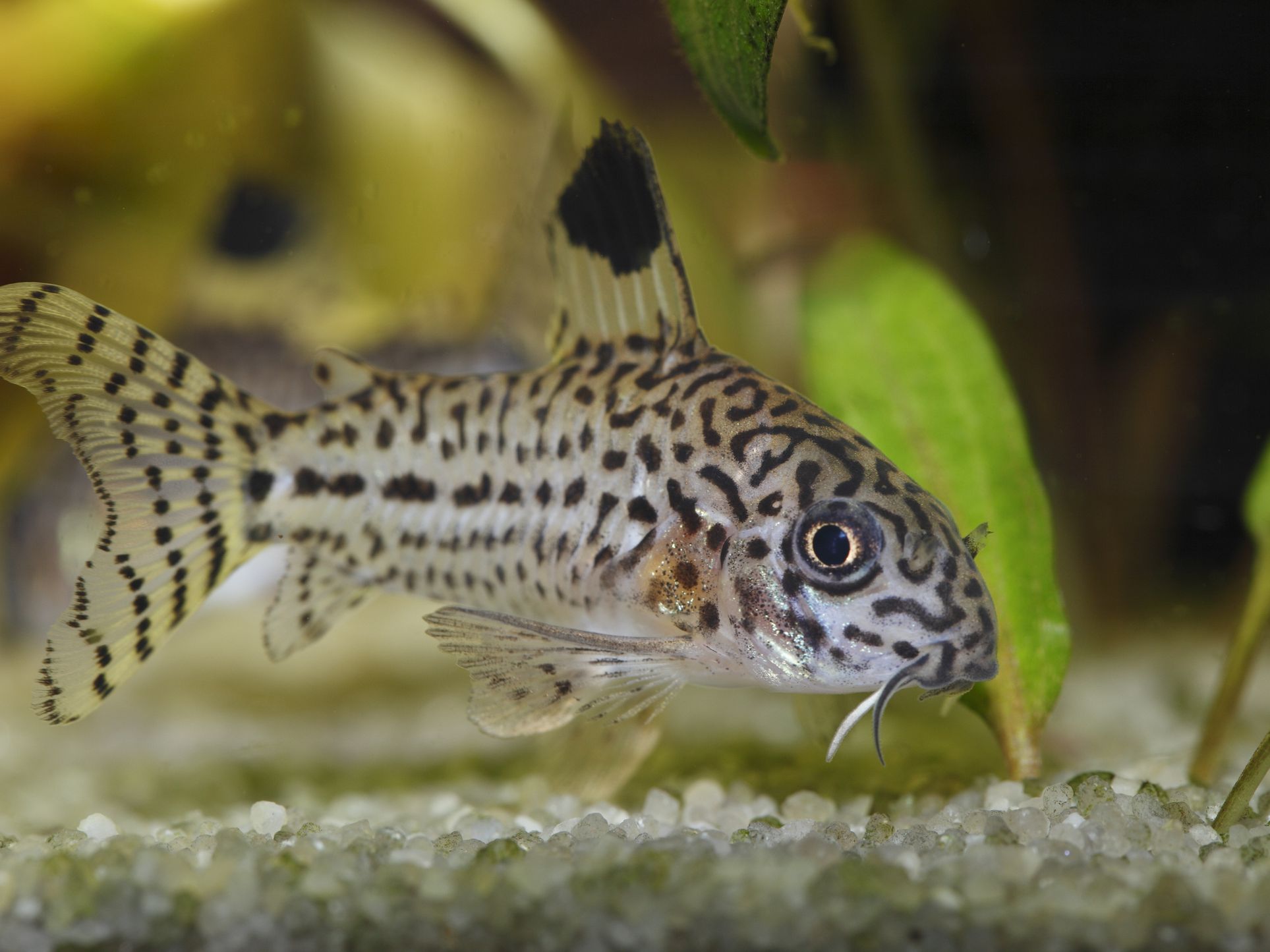 Julii Corydoras Tank Raised product photo 1