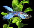 Lyretail Guppy Male product photo 1