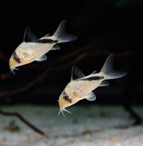Metae Corydoras product photo 1