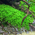 Micranthemum Tweediei 'Monte Carlo' Potted product photo 1