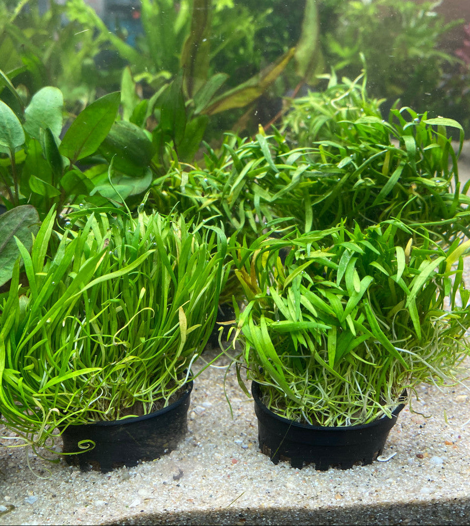 Micro Sword Potted product photo 1