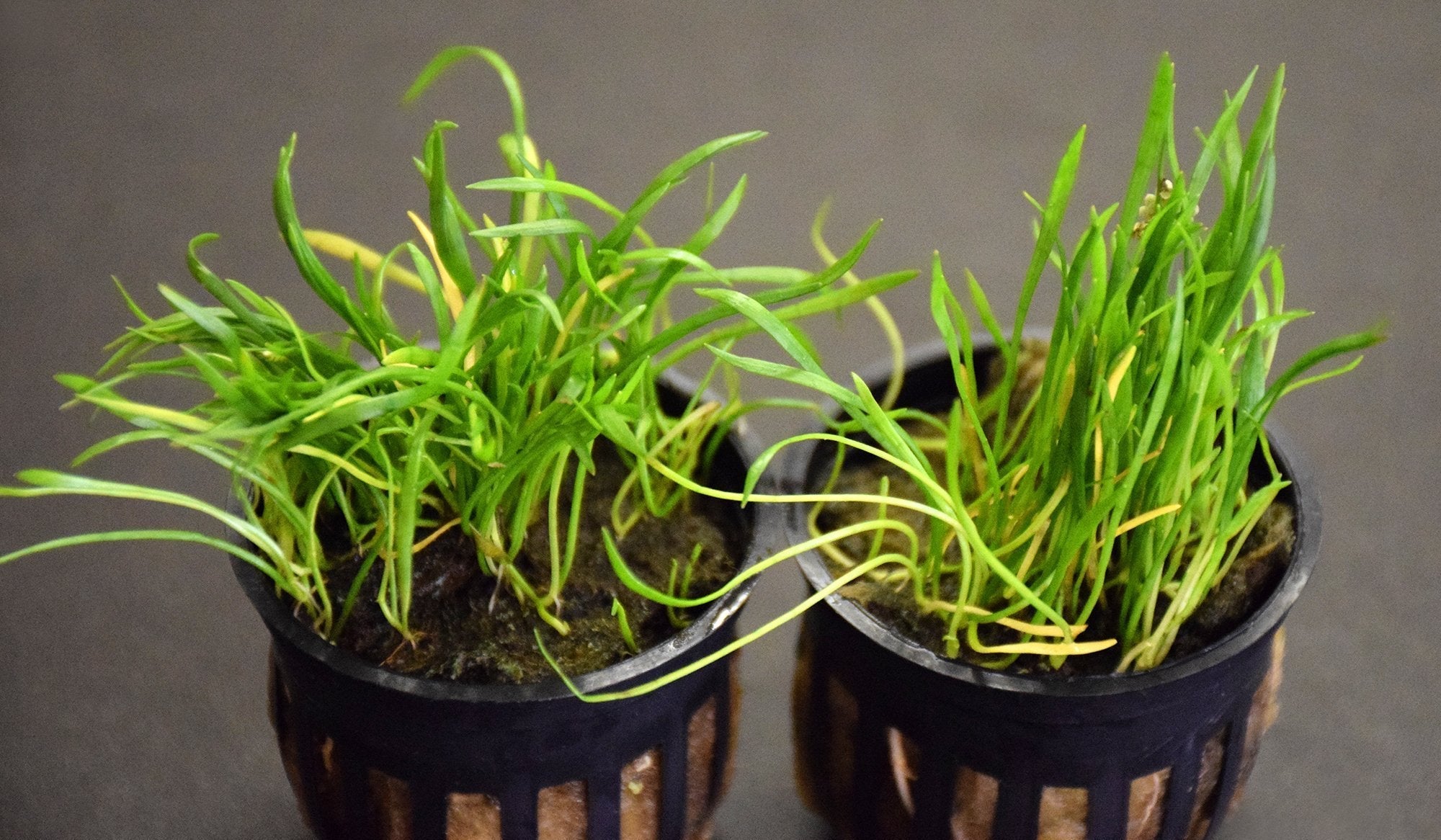 Narrowleaf Micro Sword Potted product photo 1