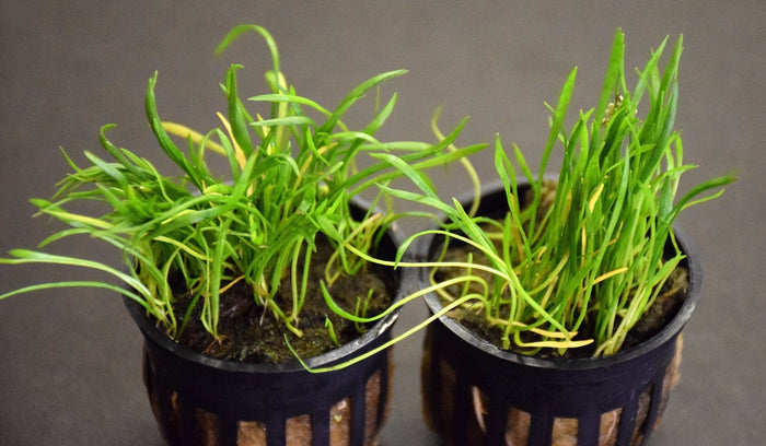 Narrowleaf Micro Sword Potted