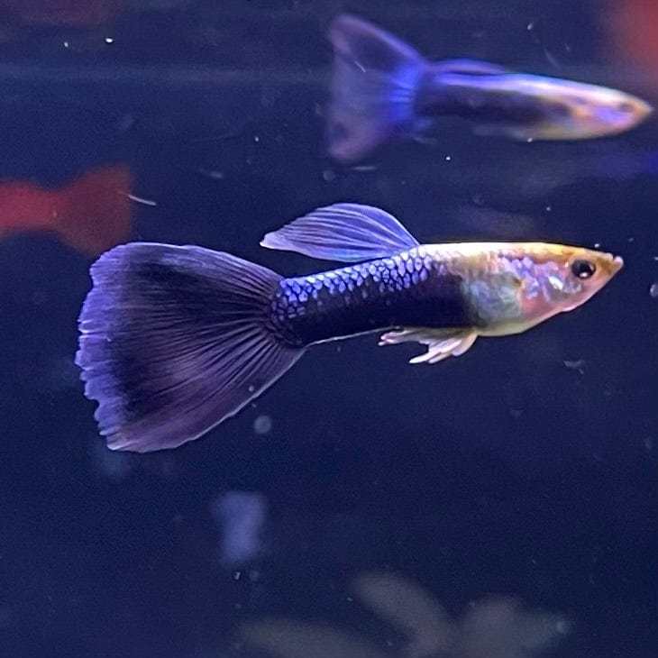 Neon Blue Guppy Male product photo 1