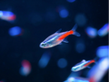 Neon Tetra - Large product photo 1