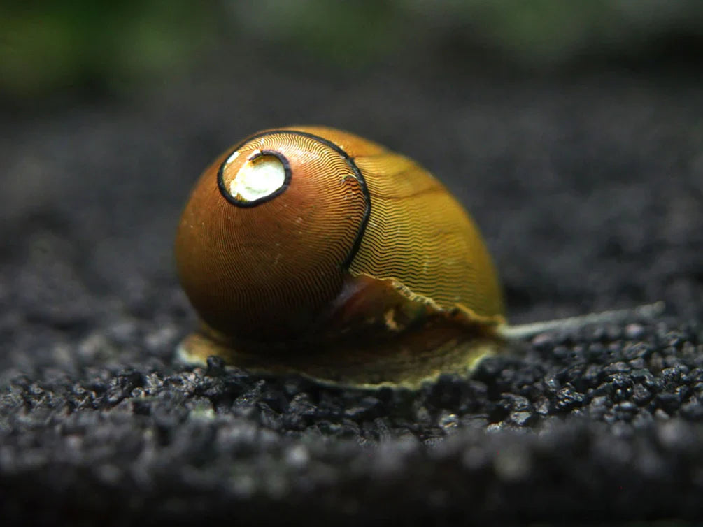 Olive Nerite Snail product photo 1