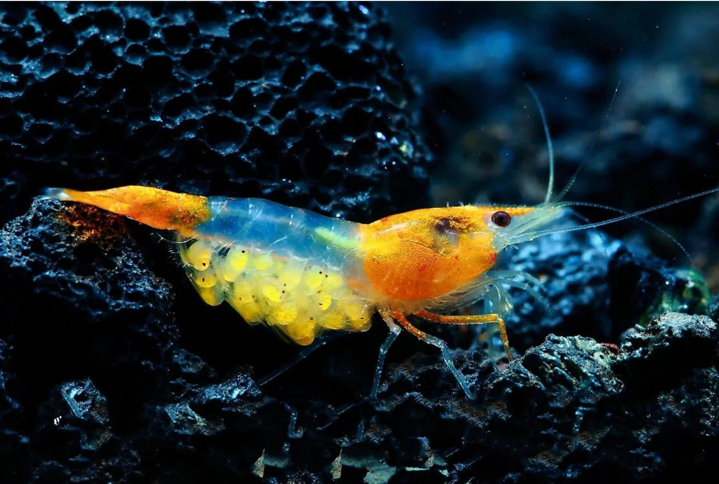 Orange Rili Shrimp product photo 1