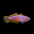 Peacock Gudgeon product photo 1