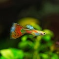 Pigeon Blood Guppy Male product photo 1