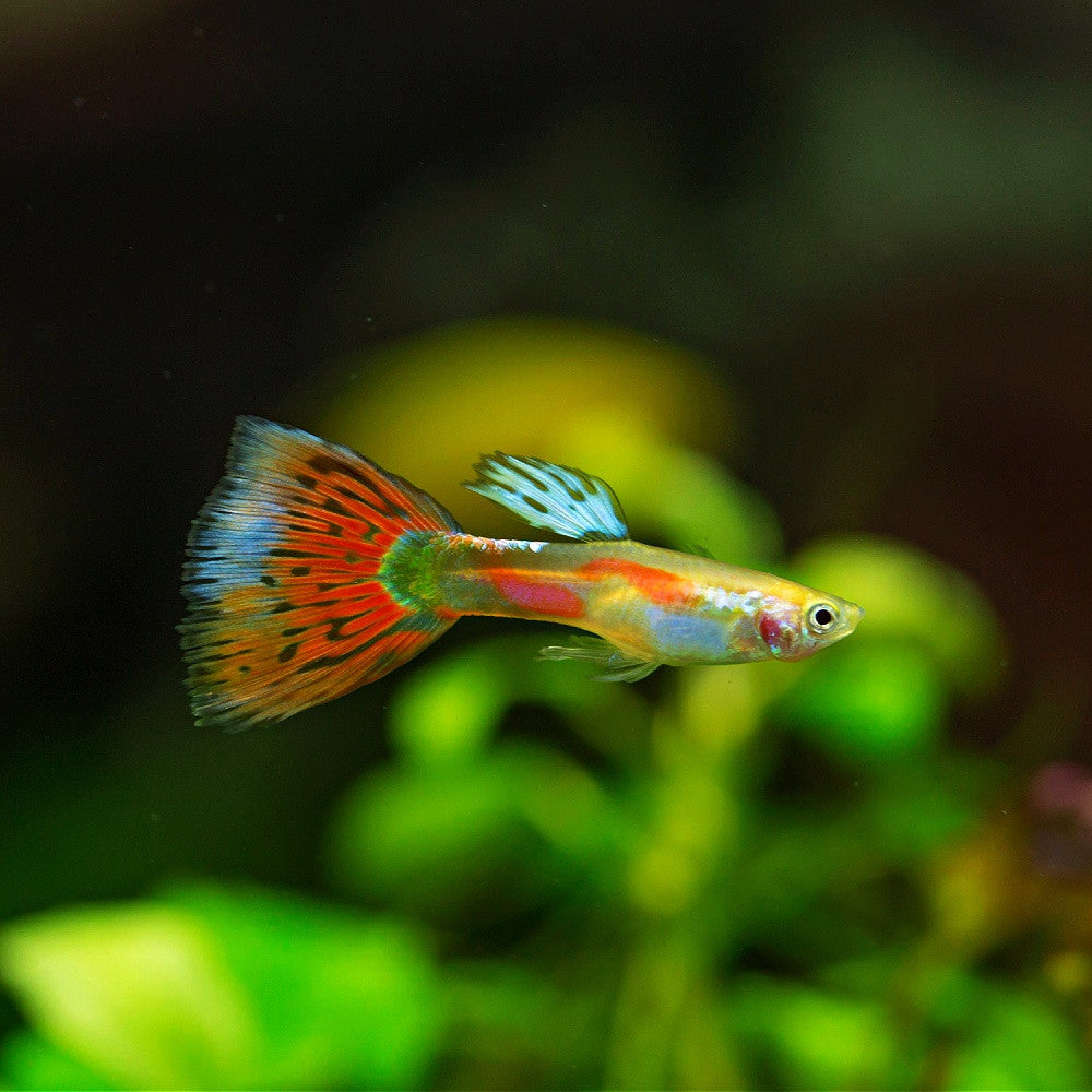 Pigeon Blood Guppy Male product photo 1