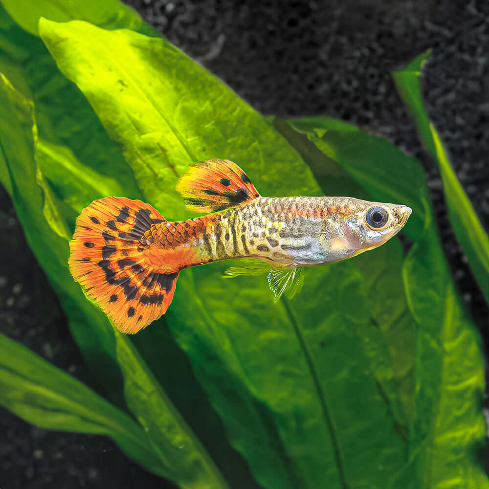 Pineapple Cobra Guppy Male product photo 1