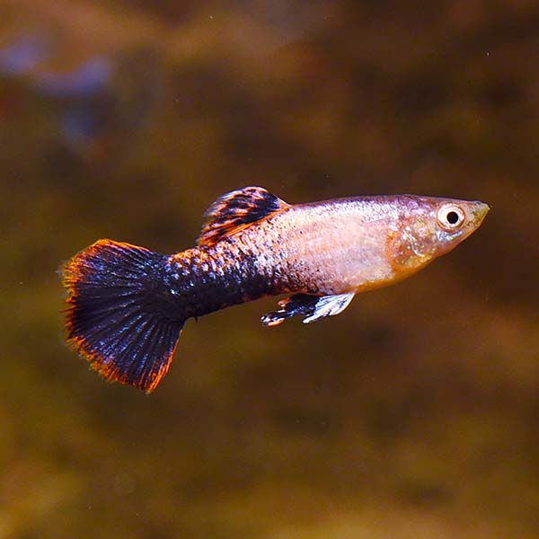 Pink Tuxedo Guppy Male product photo 1
