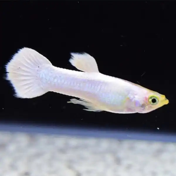Platinum Guppy Male product photo 1