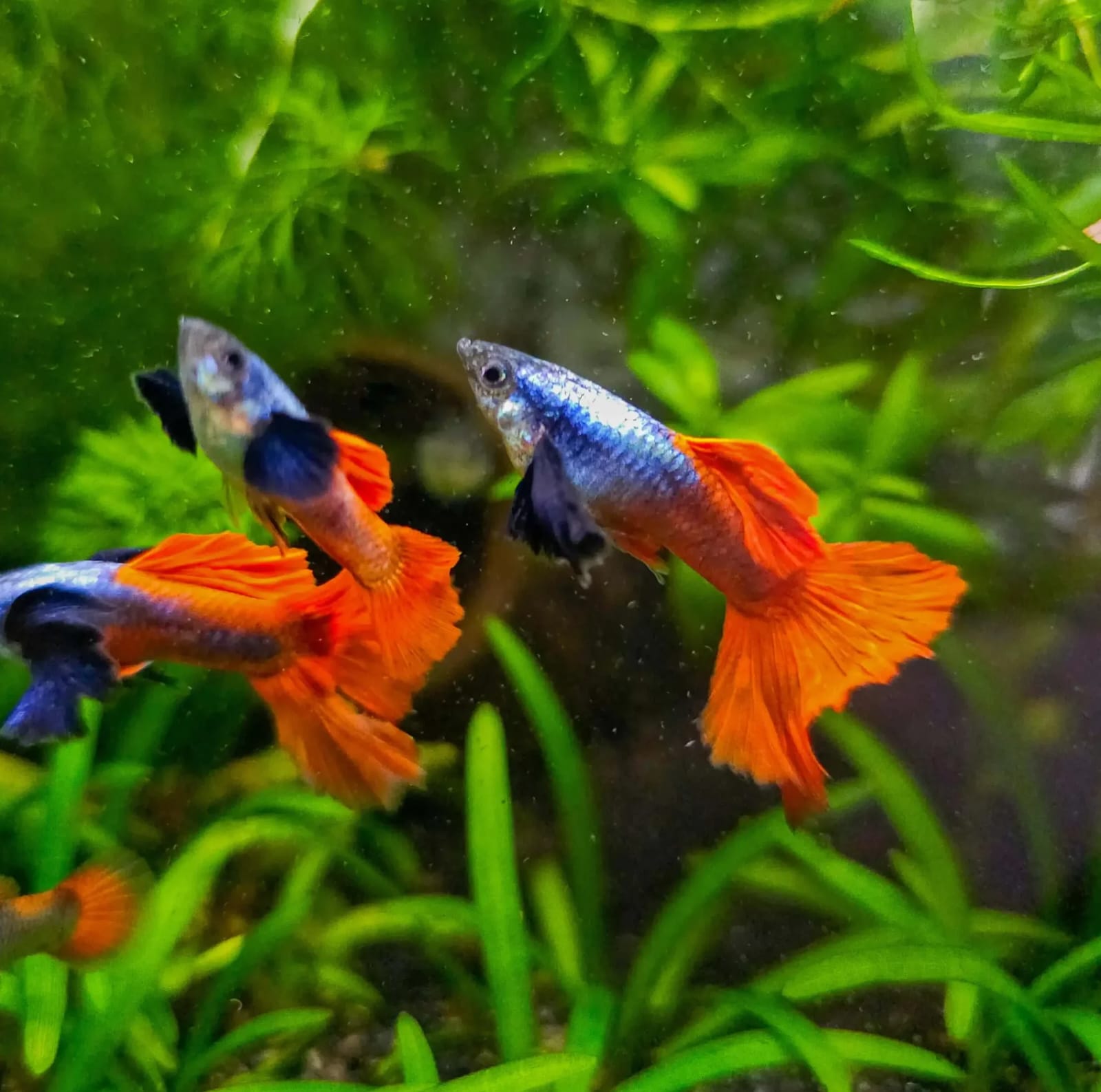 Platinum Redtail Guppy Male product photo 1
