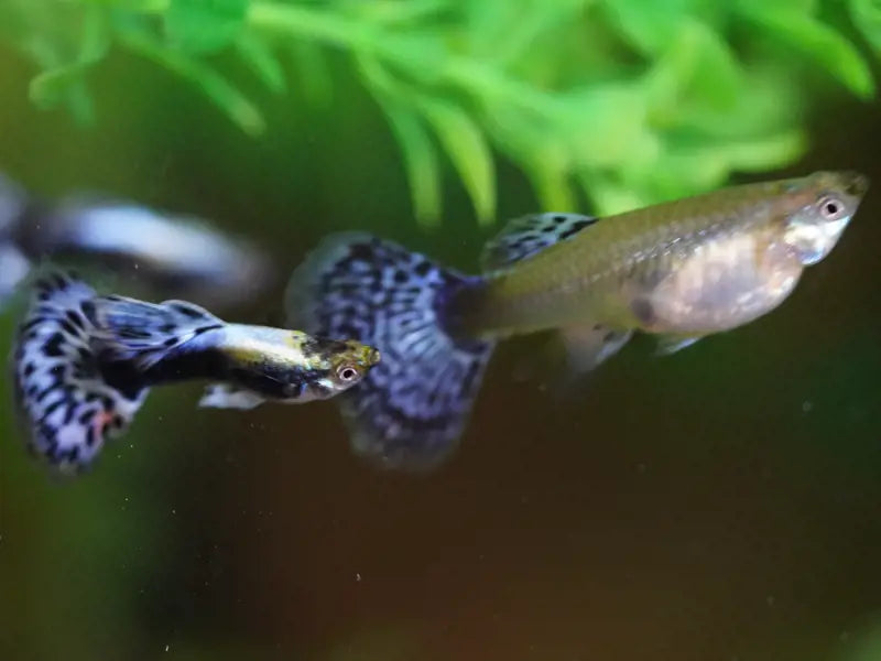 Purple Variegated Dumbo Male Guppy product photo 1
