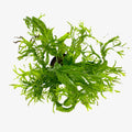 HydrOasis® Lacy Java Fern Submerged Potted product photo 1