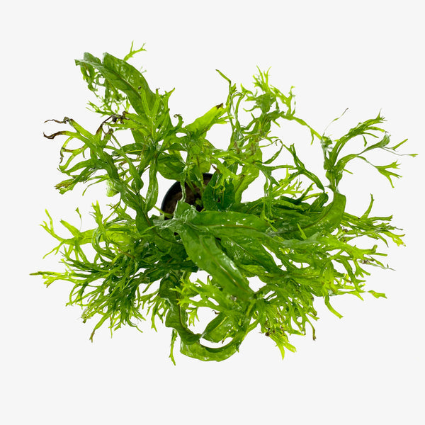 HydrOasis® Lacy Java Fern Submerged Potted product photo 1
