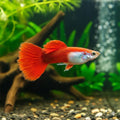 Red Blonde Guppy Male product photo 1