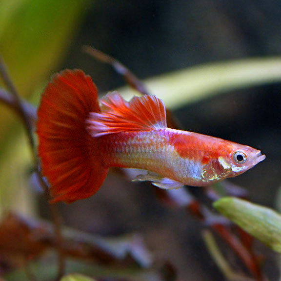 Red Blonde Tuxedo Guppy Male product photo 1