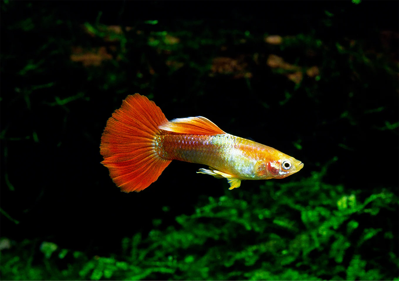 Red Flamingo Guppy Male product photo 1