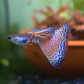 Red Grass Guppy Male product photo 1