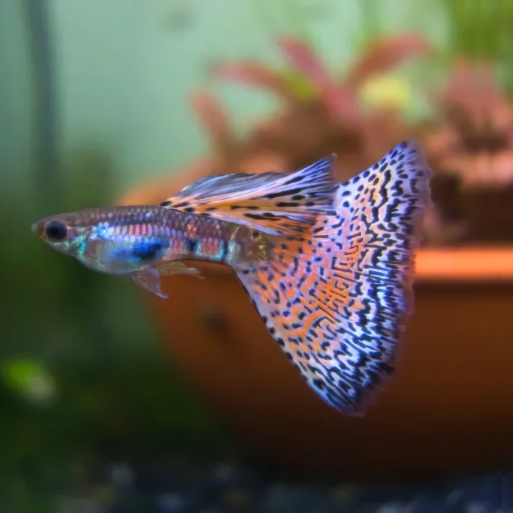 Red Grass Guppy Male product photo 1